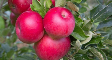 Popis a charakteristika vánoční jabloně, pravidla výsadby a péče